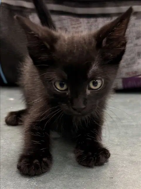 Beans - Domestic Short Hair