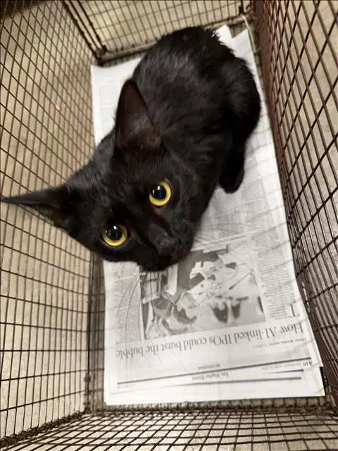 Hanna - Domestic Short Hair