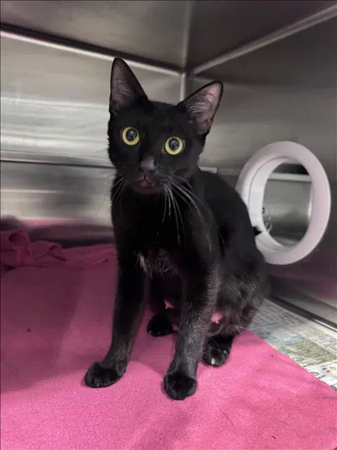 Hanna - Domestic Short Hair
