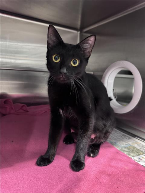 picture of the cat needing adoption