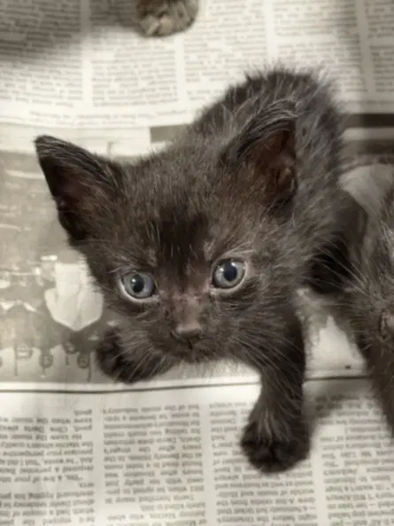 Amber - Domestic Short Hair