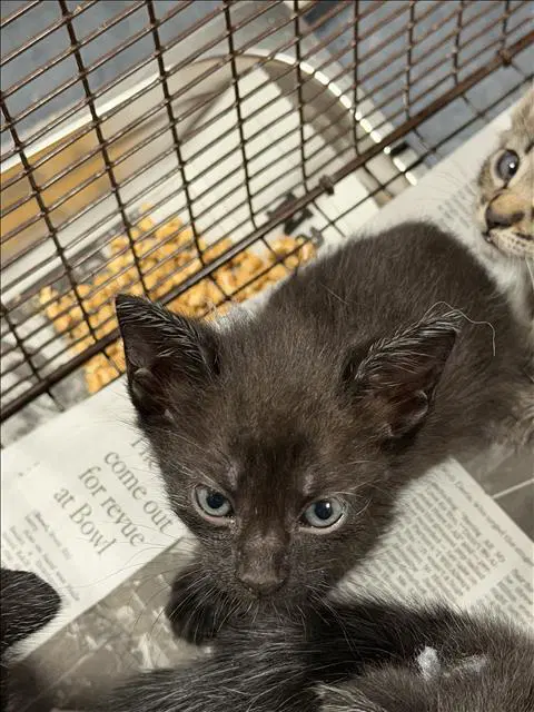 Fable - Domestic Short Hair