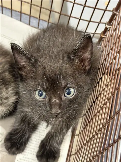 Genesis - Domestic Short Hair