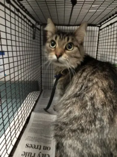 Delilah - Domestic Medium Hair
