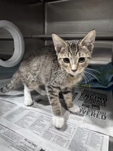 Teacup - Domestic Short Hair