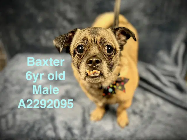 Baxter image 1