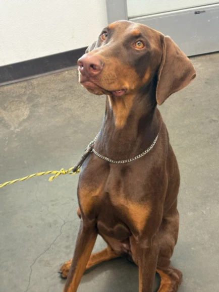 Scooby