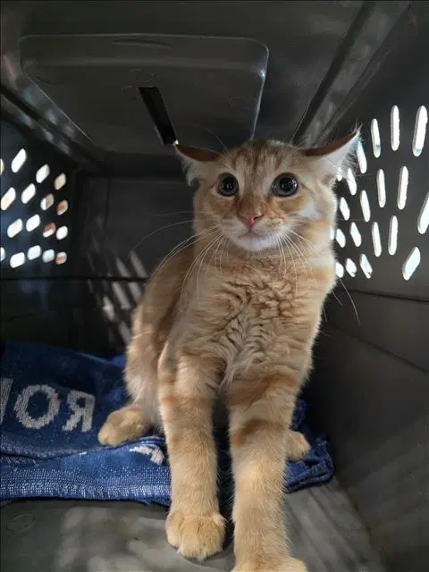 Neal - Domestic Medium Hair