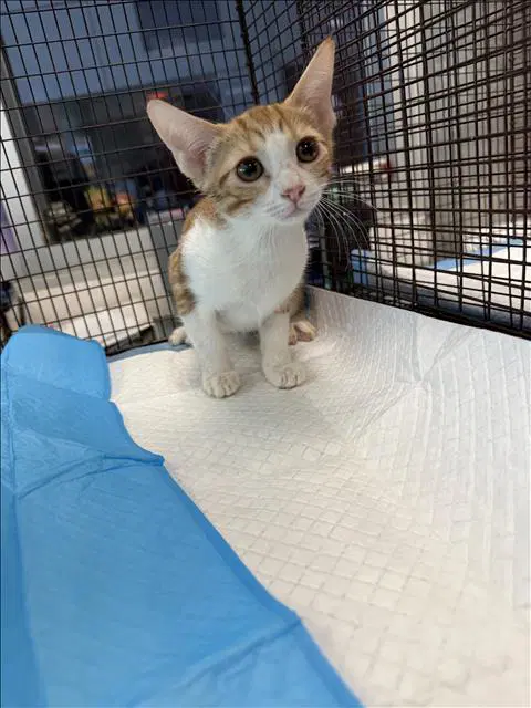 Magenta - Domestic Short Hair