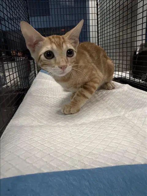 Daffodil - Domestic Short Hair
