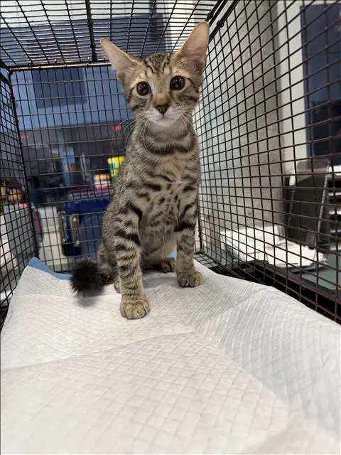 Stanley - Domestic Short Hair