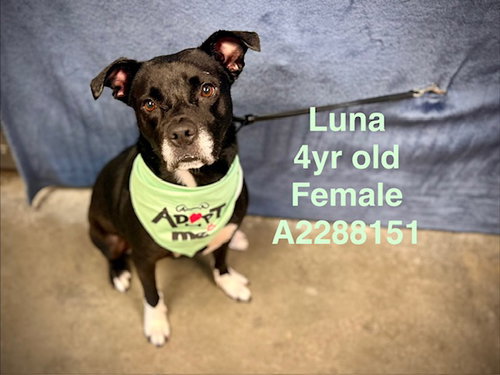 picture of the dog needing adoption