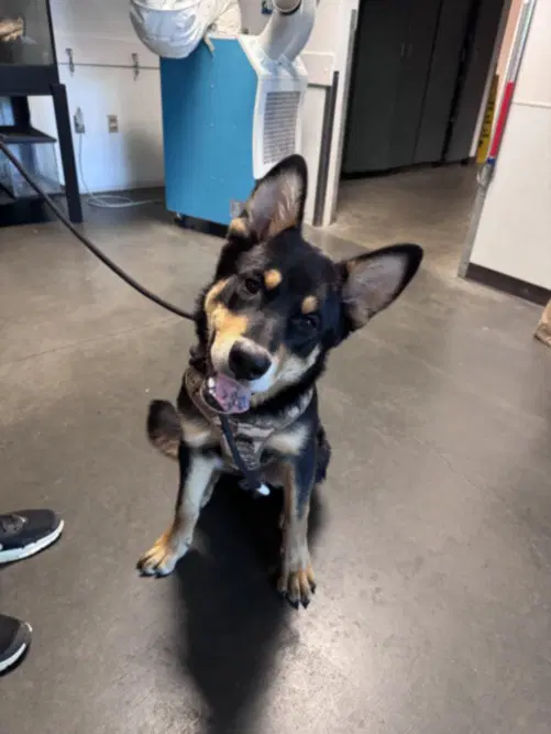 Squishy - Australian Kelpie