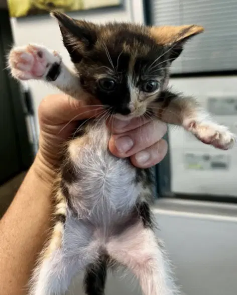 Frances - Domestic Short Hair