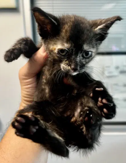 Pearl - Domestic Short Hair