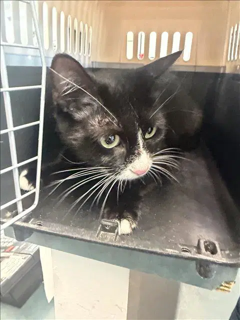 Xochil - Domestic Short Hair