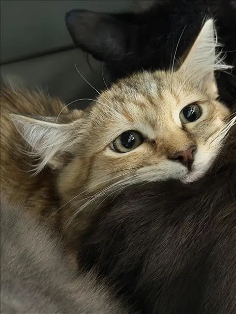 Bubbles - Domestic Short Hair