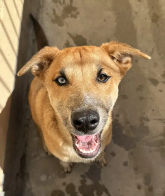 Jayson - Labrador Retriever