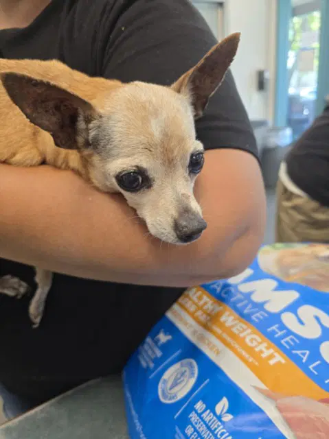 Chi Chi - Chihuahua