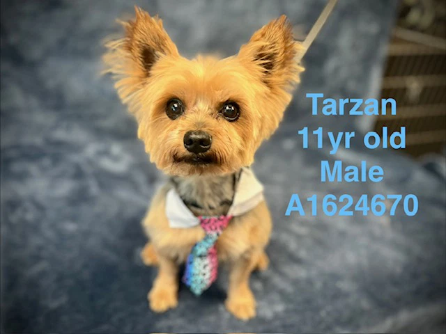 Tarzan