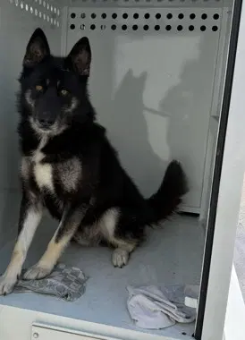Drago - Norwegian Elkhound