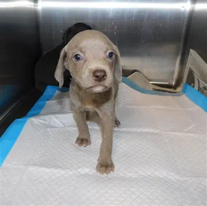 Elizabeth - Weimaraner