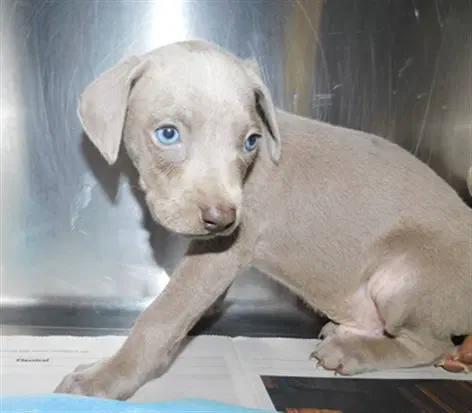Alexander - Weimaraner