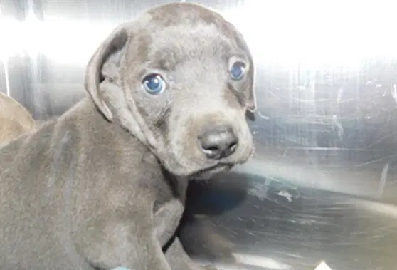 Pipsqueak - Weimaraner