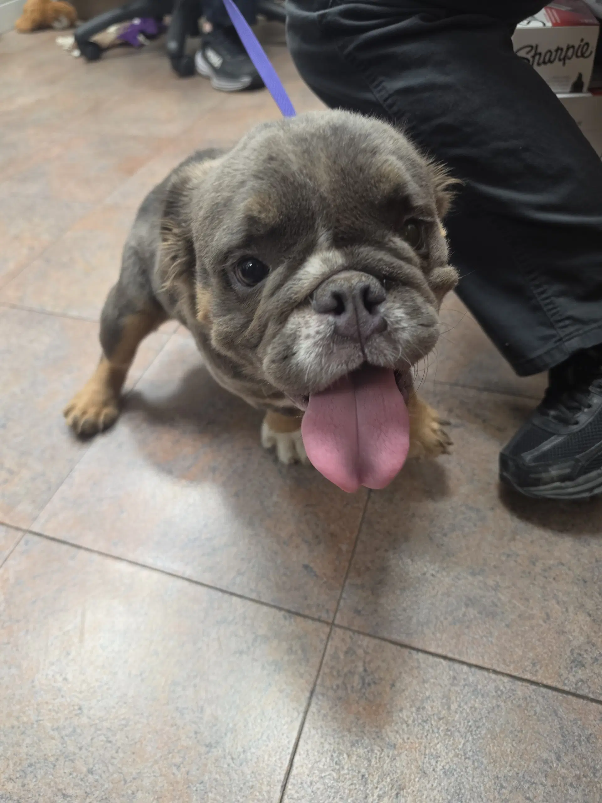 Elly - Bulldog