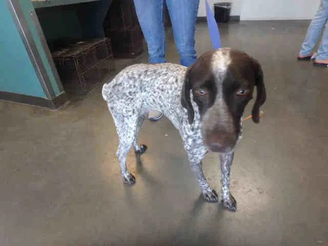 Camilla - German Shorthaired Pointer