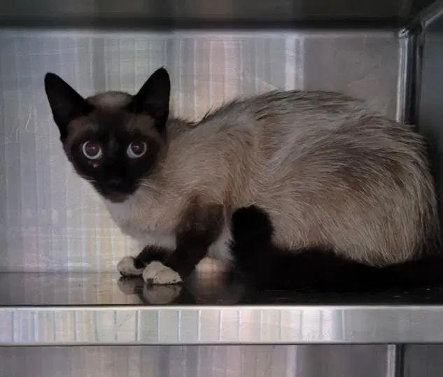 Fireball - Siamese