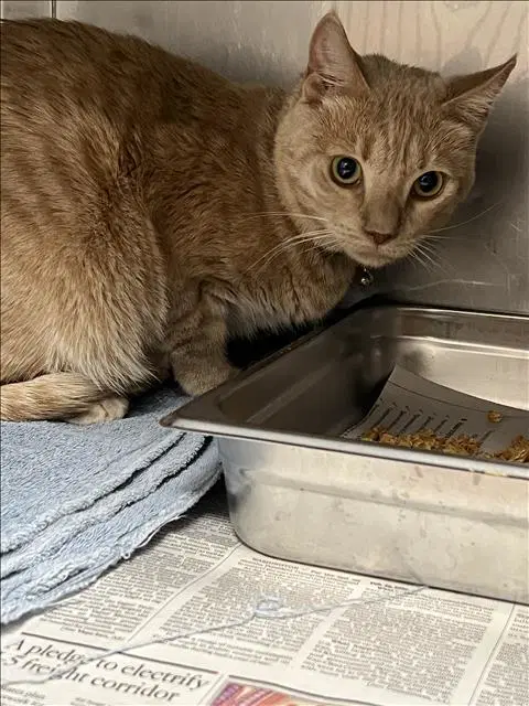 Leo - Domestic Short Hair