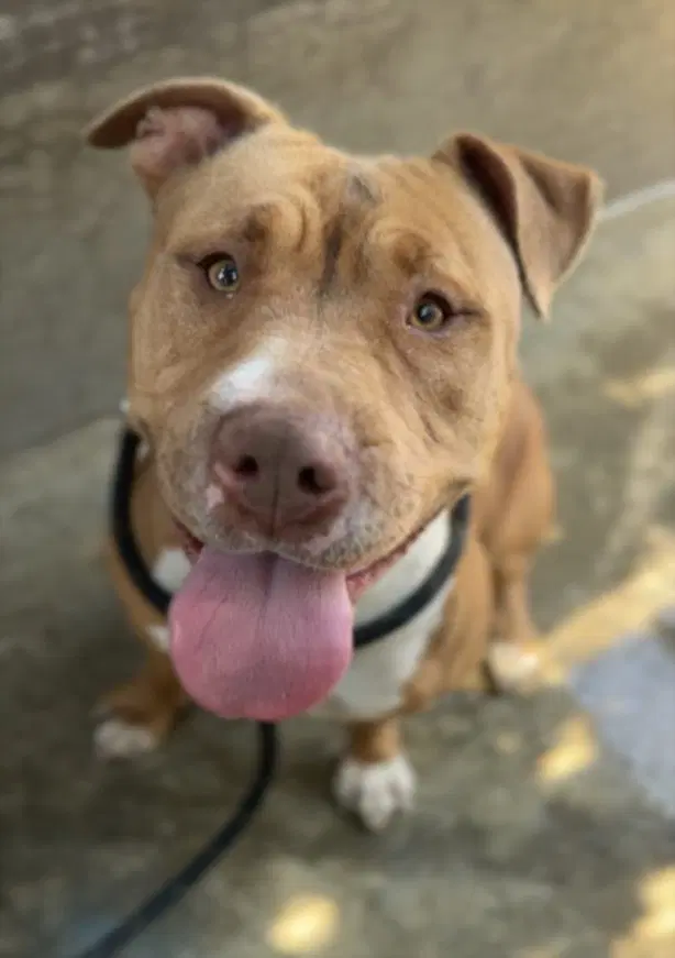 Precious - Pit Bull Terrier
