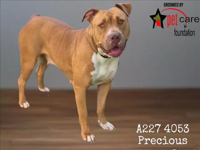 Precious - Pit Bull Terrier