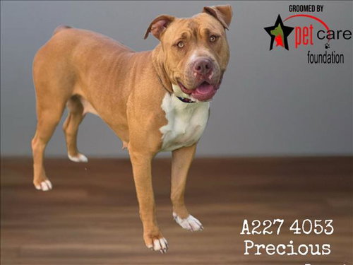 picture of the dog needing adoption