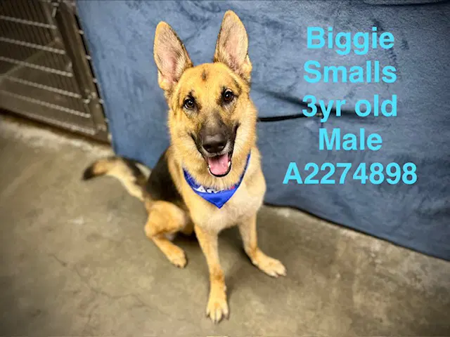 Biggie Small - German Shepherd Dog