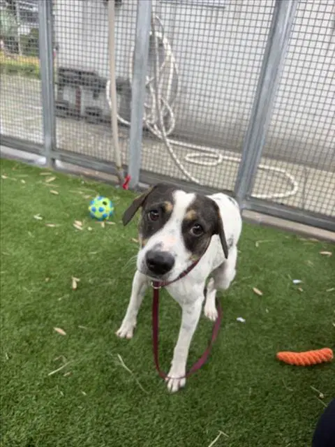 Indiana - Jack Russell Terrier (Parson Russell Terrier)