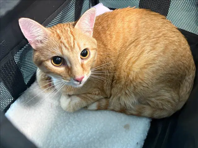 Prince - Domestic Short Hair