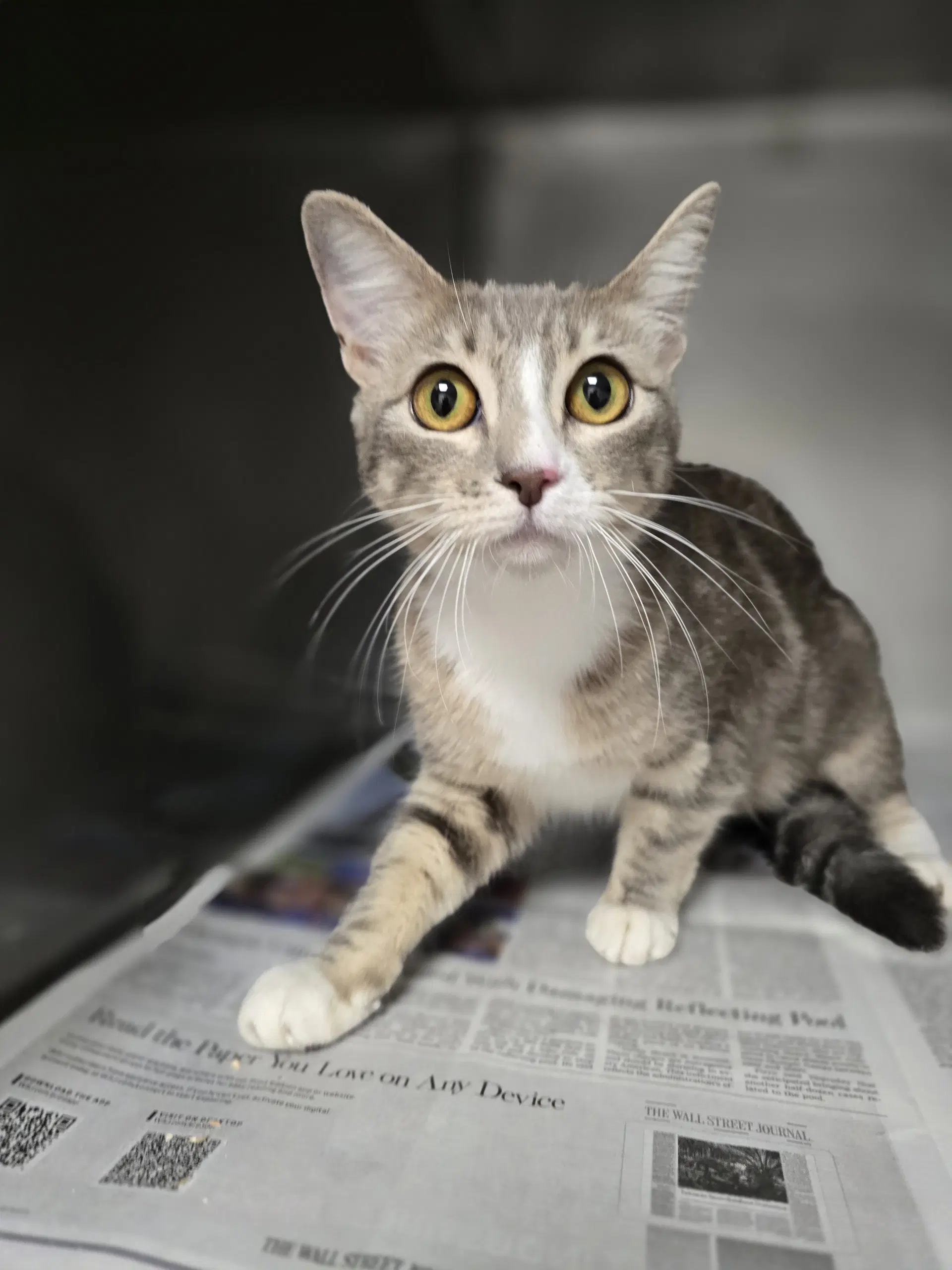 Poppy - Domestic Short Hair
