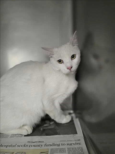 Coco