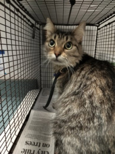picture of the cat needing adoption