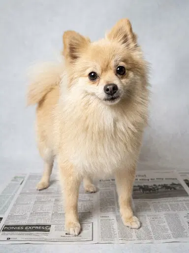 Cup Cake - Pomeranian