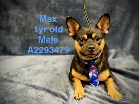 Max - Miniature Pinscher