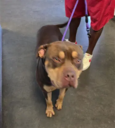 Meaty - Pit Bull Terrier