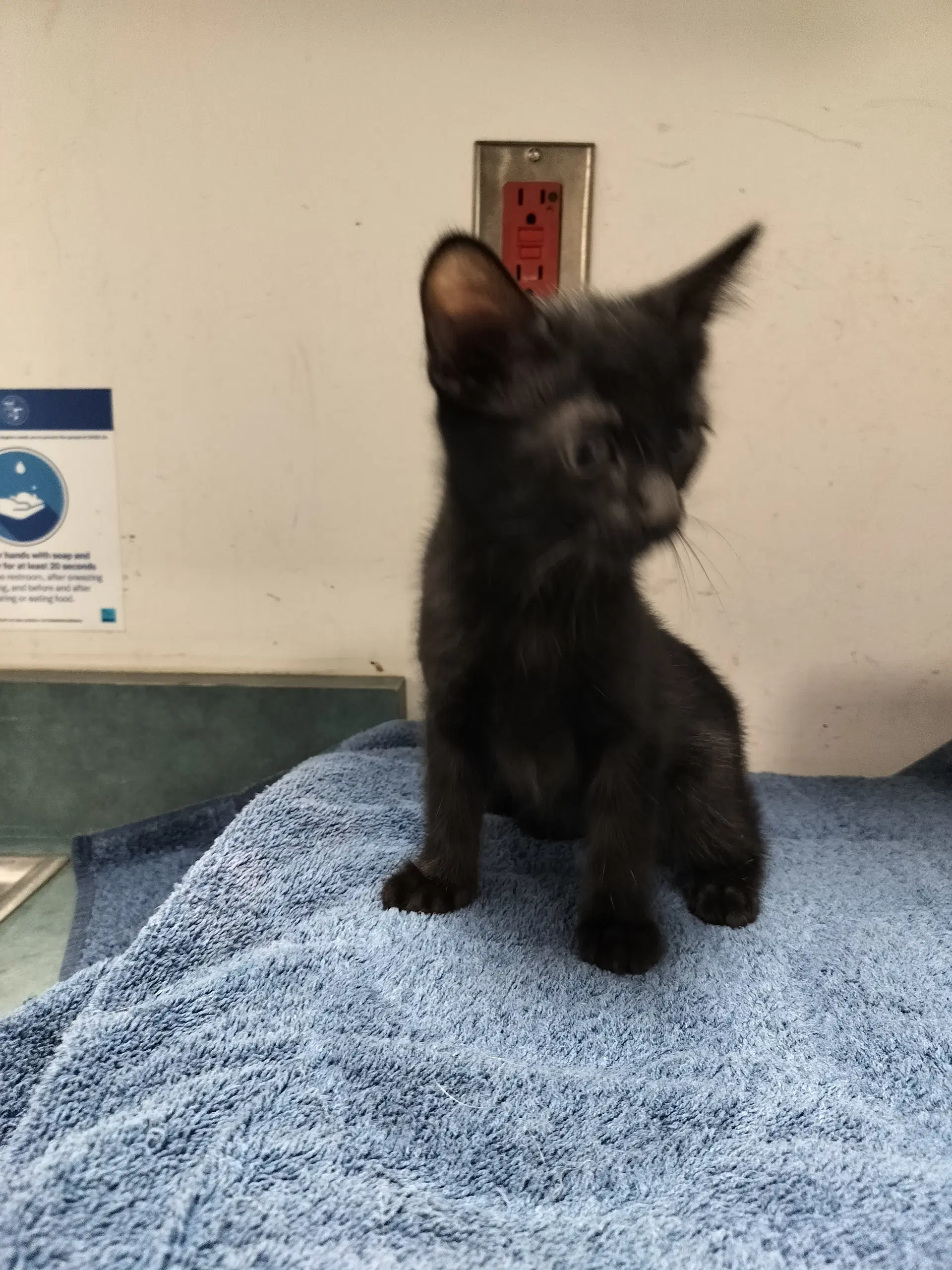 Lilo - Domestic Short Hair