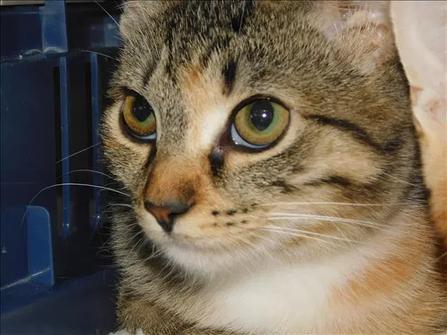 Unknown - Domestic Short Hair