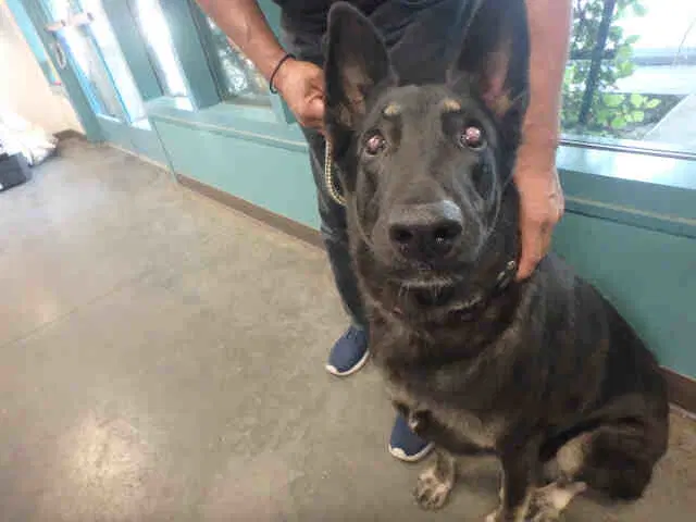 Luna - German Shepherd Dog