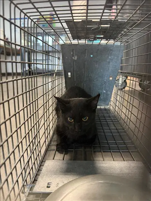 Unknown - Domestic Short Hair