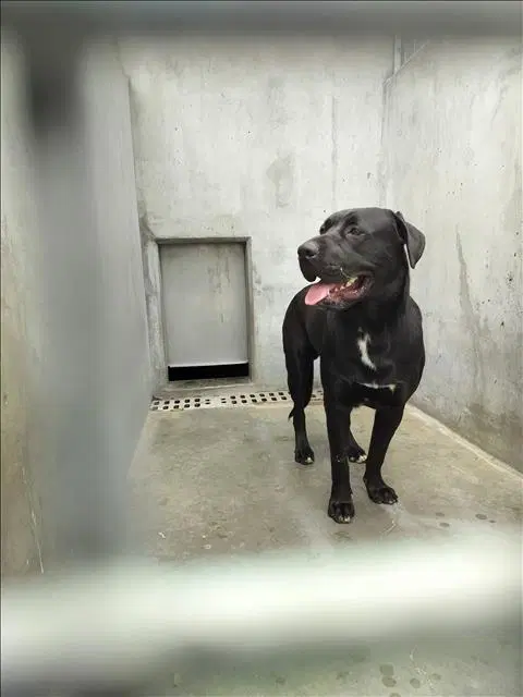 Milo - Labrador Retriever