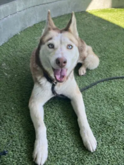 Blaize - Husky
